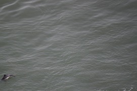 Missing Picture